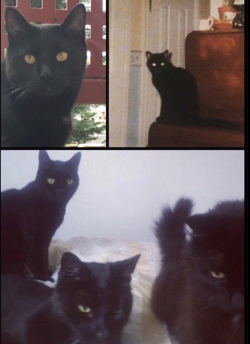 DDCrochetDesign's tweet photo. As it's National Pet Day 🖤🐈‍⬛ I found my first cat when I was 7 😊 I know I will always have black cats. My Black, Merlin, Arthur and Crystal are no longer here but they filled me with total joy 🖤 My Bagheera is a currently ruling the house 🤣 #MHHSBD #NationalPetDay https://t.co/E84GVodcT8