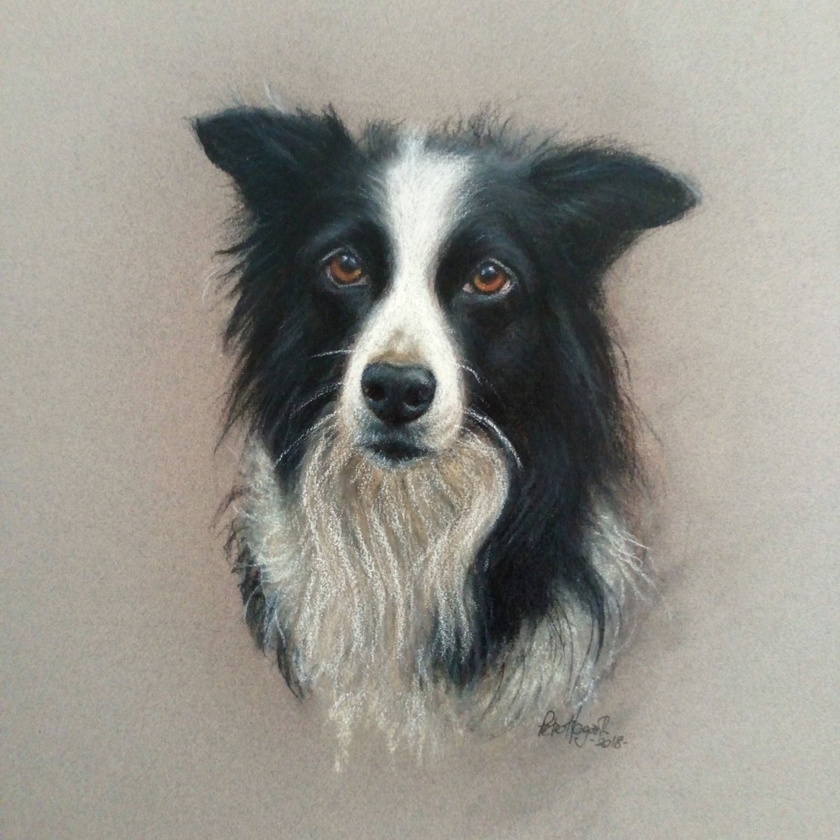 A portrait of a wise and intelligent farm dog.  I was commissioned to portray this delightful Collie in 2018. -soft pastels on Canson Mi Teintes paper 😊