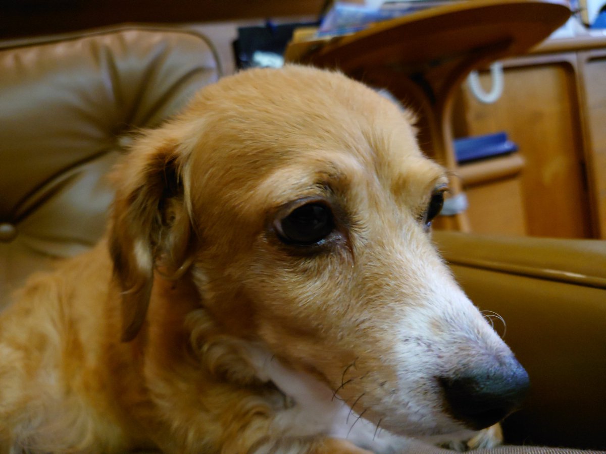 船橋駅前の介護犬支援募金いつもなら素通りなのにいた犬が3年前に死んだうちの犬がそのまま大きくなったみたいだったせいで募金せずに居られなかった...