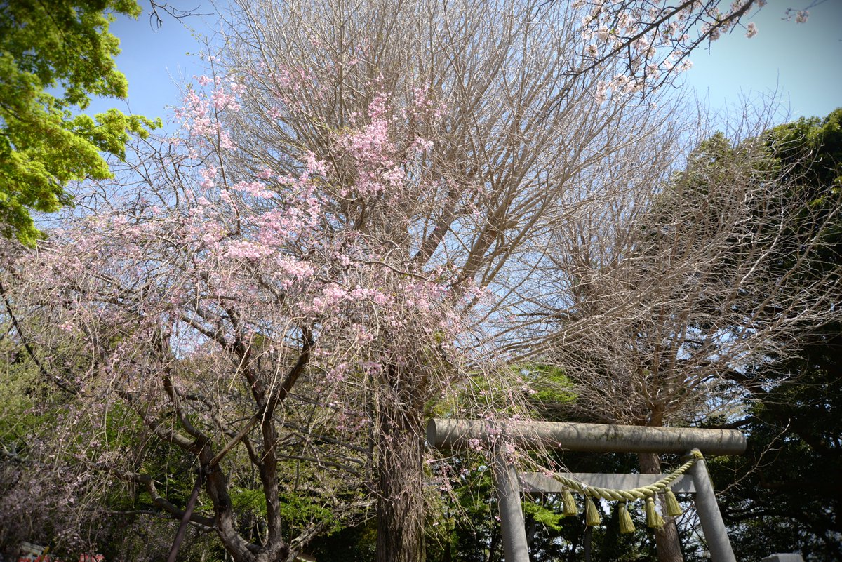 #葛原岡神社 は #日本遺産 の構成文化財である銭洗弁財天のすぐ近くにあります。
#ソメイヨシノ はピークを過ぎましたが、鳥居の左脇にある #枝垂れ桜 が咲き始めました。これからが楽しみです。4月11日撮影

桜情報はこちら↓
trip-kamakura.com/article/15075