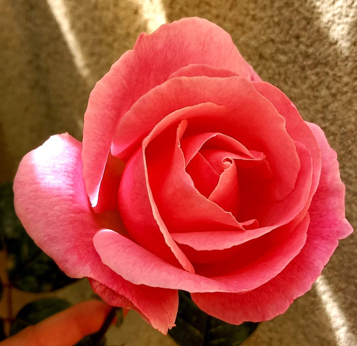 @DailyPicTheme2 The #understated beauty of a single rose