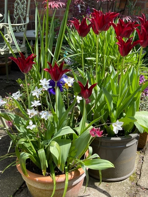 🌷The Walled Garden & 53 Fort Royal Hill🌷 Open Sat 13 & Wed 17 April, group openings always have a wonderful diversity of garden inspiration and these two are no exception! Click to explore group openings👇️ bit.ly/GroupGardens20… @worcsngs #gardenvisit #getoutside