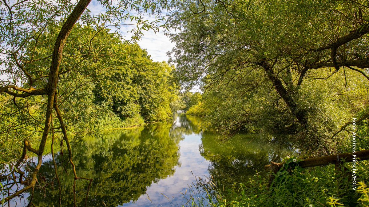 EGLVde's tweet photo. Glasklar spiegeln sich die Bäume auf diesem Schnappschuss von der Lippe in #Werne. Ein malerischer Lebensraum für #Vögel, #Fische, #Pflanzen und viele weitere #Tierarten, die sich in unseren #Gewässern heimisch fühlen. https://t.co/2ovqpIG9Ss