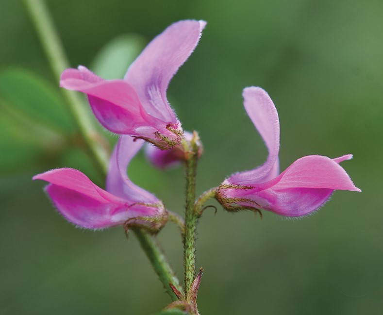 A #newspecies from the legume family has been discovered in Yunnan, China. 🔗 doi.org/10.3897/phytok… #Fabaceae #taxonomy