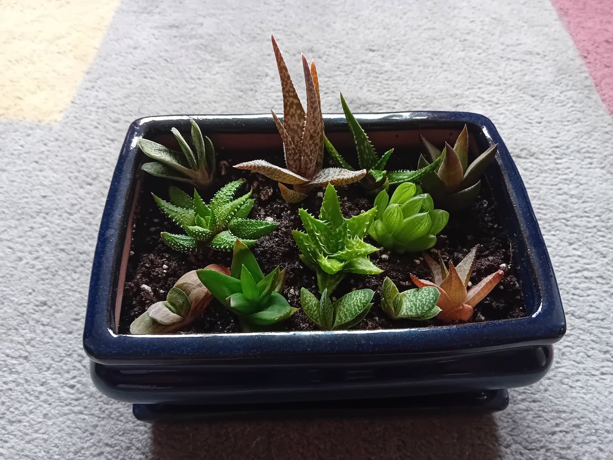 Helenintgarden's tweet image. #ThreeThingsThursday #Gratitude
1) my lovely new airplants &amp;amp; succulents from @craftyplants 🪴
2) spending time with my extended family,  including 7 very active over 75s💕
3) talking to strangers and doing #RandomActsOfKindness 💬