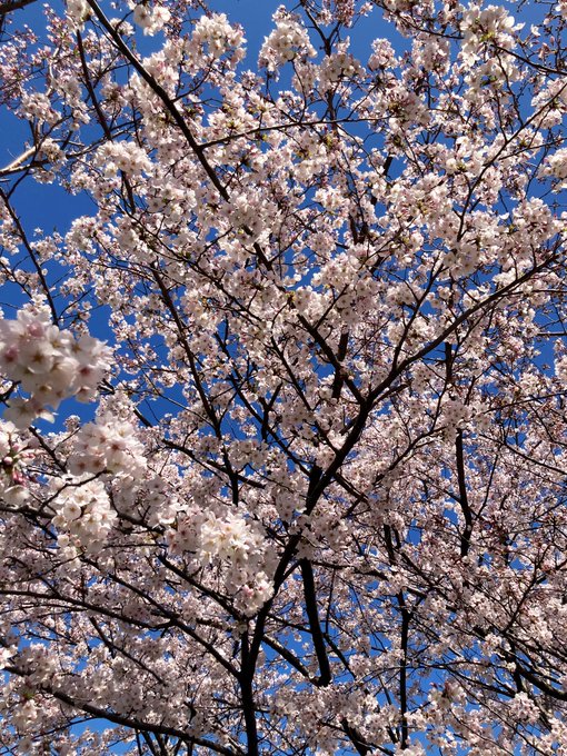 「桜」のTwitter画像/イラスト(新着)｜21ページ目