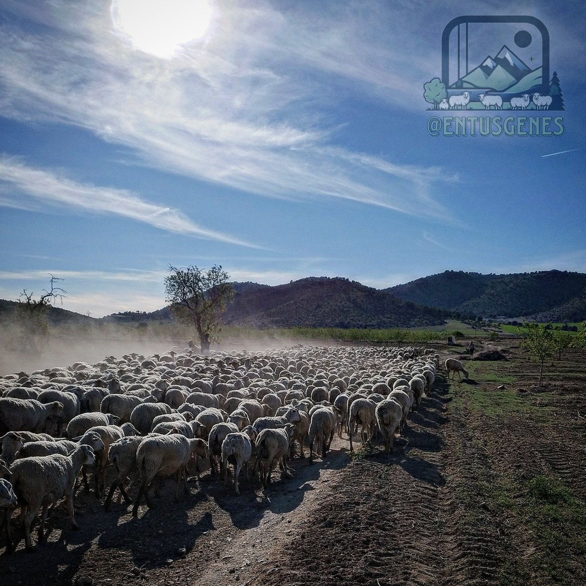 ¡Buenos días! 🧑🏻‍🌾🐑🐑🐑

#CortijoLaVidriera #CaravacaDeLaCruz #RegiónDeMurcia

@agropopular
@ganad_extensiva
@GanaderiayAgro @ganaderoespacio @pastoresyganado