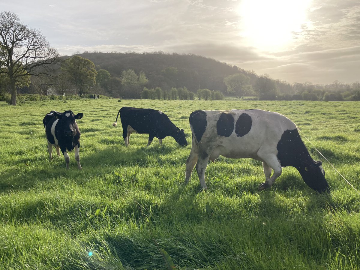 Morning milking done. Girls grazing, birds singing and sun shining over Tory Hill. A perfect morning, a hint of summer is finally in the air.