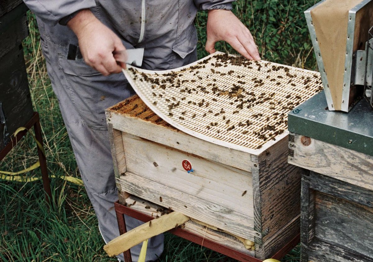 Every purchase of British honey directly supports our beekeepers, preserving the craft and ensuring the welfare of bees.

Helping to safeguard our bees from a wide variety of threats...

And we need our bees!

Love British Honey!🇬🇧