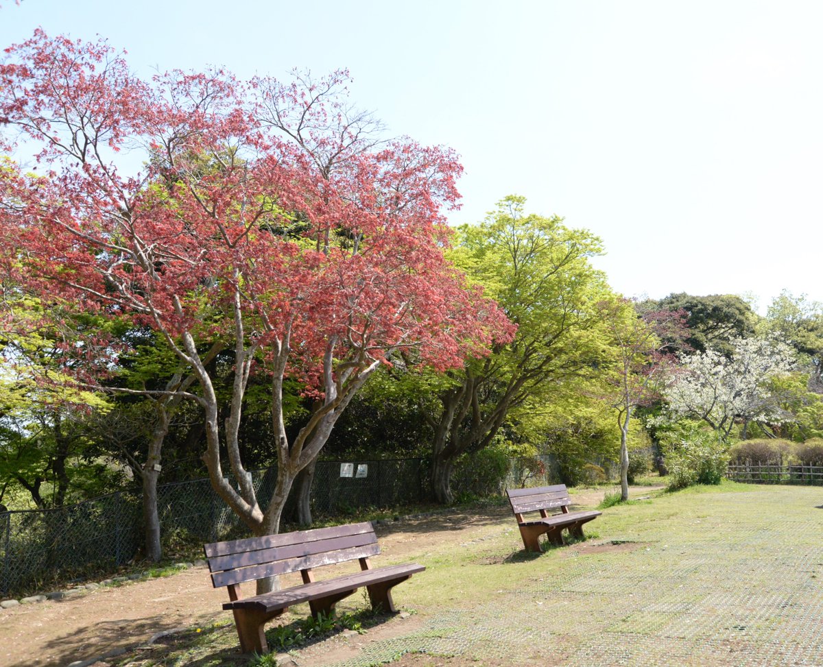 #源氏山公園 は #日本遺産 の構成文化財である銭洗弁財天のすぐ近くにあります。#ソメイヨシノ、#大島桜 など多くの桜が葉桜になり、#春もみじ の赤色が鮮やかになってきました。ぽかぽか陽気の中 #ピクニック を楽しむ姿が何組か見られました。4月11日撮影

桜情報はこちら↓
trip-kamakura.com/article/15075.…