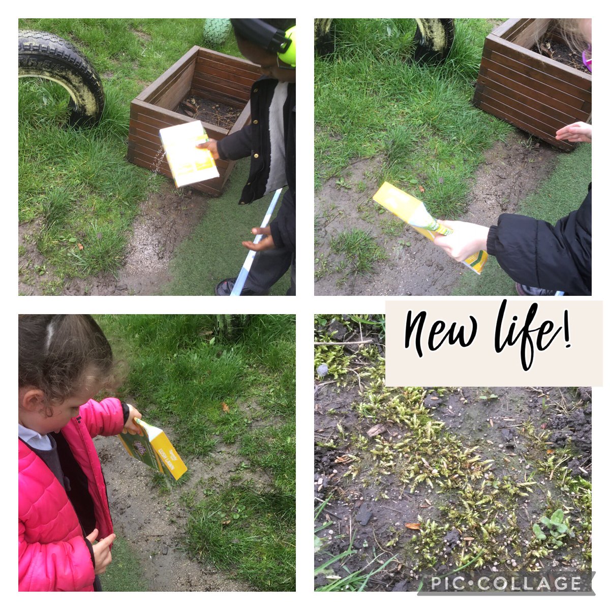Joy Class have been helping to rejuvenate our outdoor area by planting more grass seeds. In only a few days, we began to see the new grass growing! We also planted some wild flower seeds, to help encourage insects to enjoy God’s wonderful world. @The_RHS @StGtG_CAT @TenTen_UK
