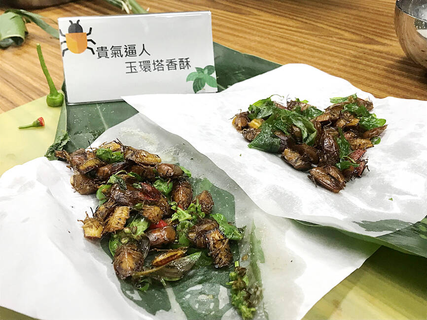 Although lychee giant stink bugs (荔枝椿象) release a corrosive, stinky liquid that can burn through leaves and fruit, Taiwan's Forestry and Nature Conservation Agency is now teaching people to cook them and eat them. Perhaps a new pizza topping? taipeitimes.com/News/taiwan/ar…
