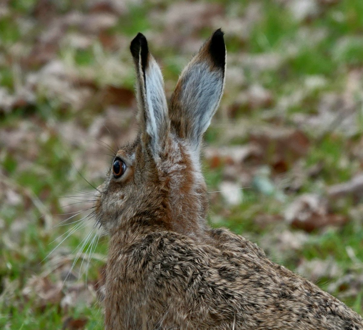 This ever alert brown hare, one of the many @AlthorpHouse is able to see me perfectly well although its facing forward! It's only a very small spot in front and a line directly behind its head where there's no vision, keen hearing helps to cover that. Conservation@althorp.com