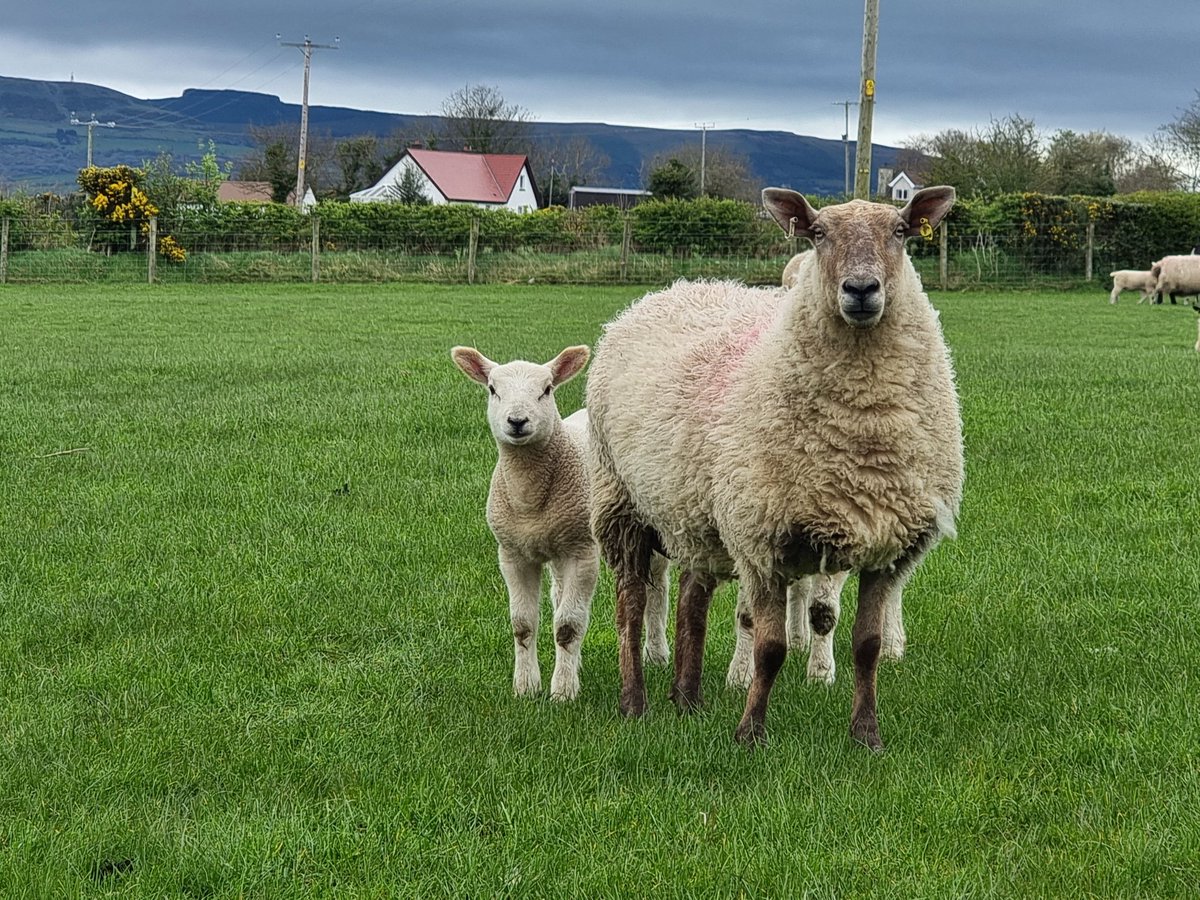 Caption time What are they bleating?