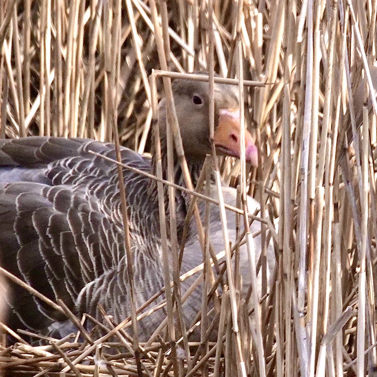 Greylag goose on her nest in the reedbeds. Titchwell March RSPB reserve, Norfolk.  😊