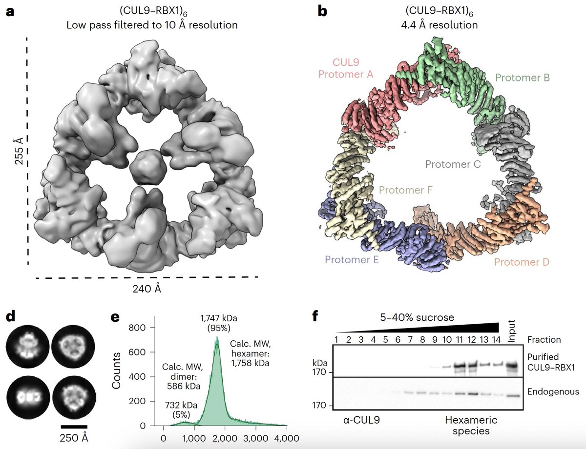 Two celebrations in a row: After defending my PhD on Monday, the 2nd paper is online today. Thanks to all the fantastic people who supported my journey and made it so much fun. Check out our new paper on the cullin-RBR-E3 fusion protein CUL9: nature.com/articles/s4159… #PhD #cryoEM