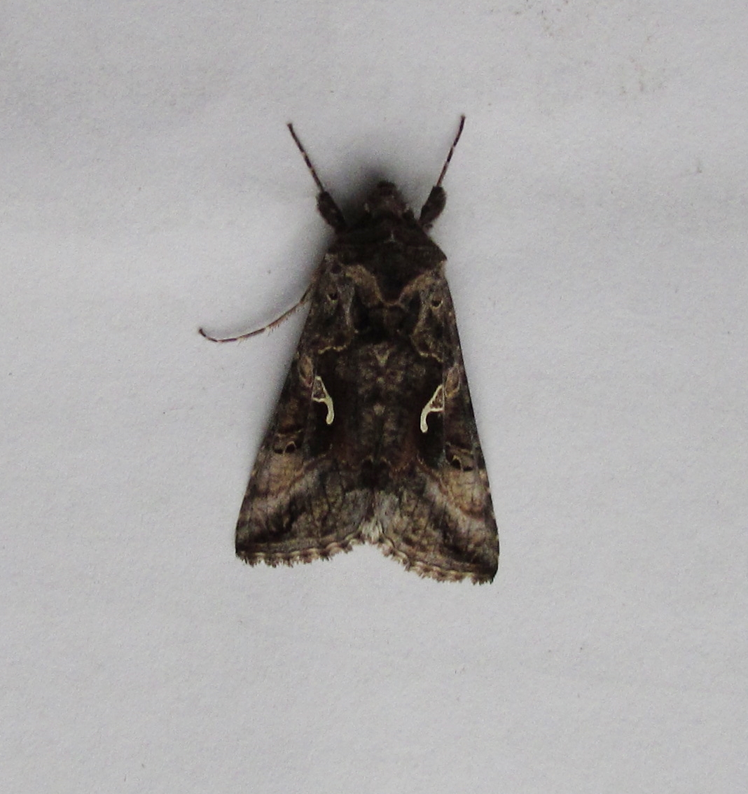 Just 3 moths in the Broadwey trap. The Silver Y is a FFY.