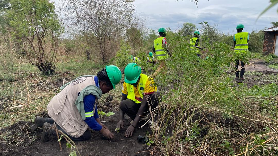 Cindy Côté-Andreetti (@cindycandreetti) on Twitter photo 📢<a href="/FAOUganda/">FAO in Uganda</a>' and <a href="/UNHCRuganda/">UNHCR Uganda</a>'s integrated approach to woodland restoration in displacement settings aims to:
🔹combat climate change
🔸restore degraded ecosystems
🔹foster resilience and biodiversity
Learn more about our impactful initiatives: fao.org/uganda/news/de… 📢<a href="/FAOUganda/">FAO in Uganda</a>' and <a href="/UNHCRuganda/">UNHCR Uganda</a>'s integrated approach to woodland restoration in displacement settings aims to:
🔹combat climate change
🔸restore degraded ecosystems
🔹foster resilience and biodiversity
Learn more about our impactful initiatives: fao.org/uganda/news/de…