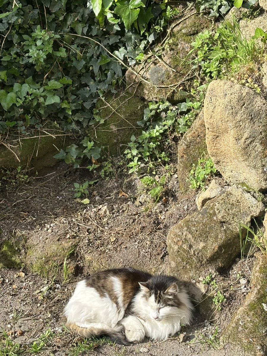 Friary cat