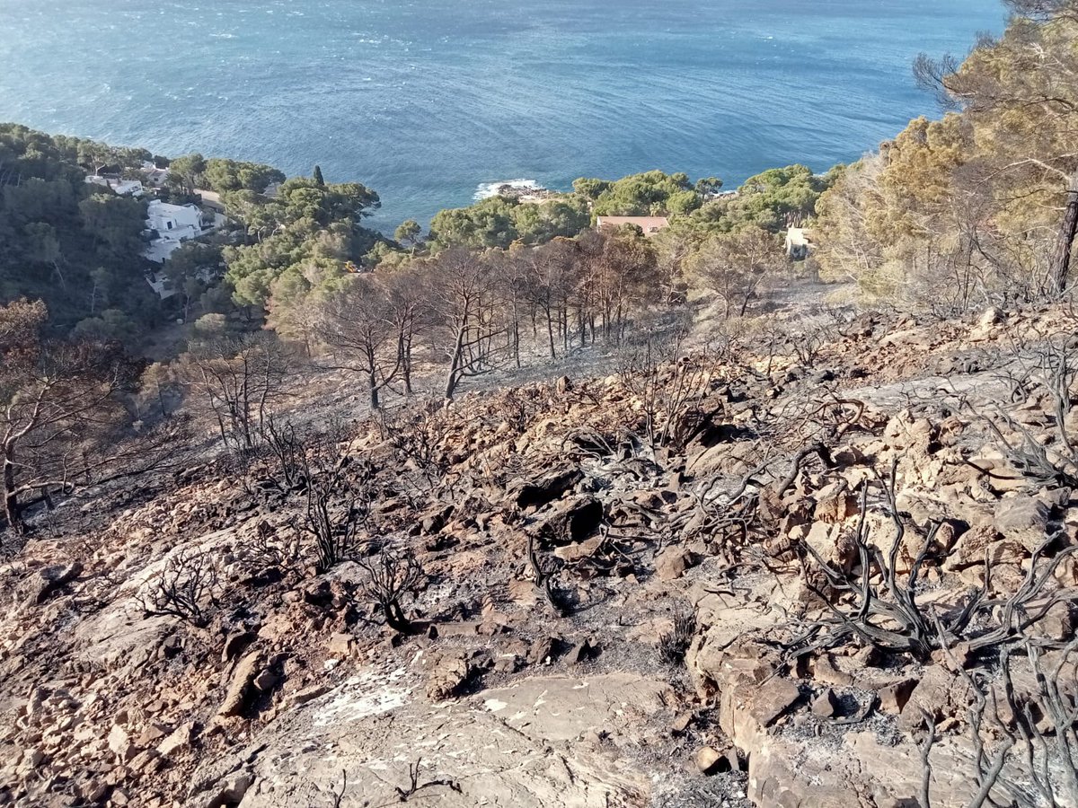 Incendi forestal #IFCostaDelsPins
Controlat 09:30
Gravetatpotencial 0
Afectades aprox. 4,18 ha de pinar
#SonServera #Mallorca
@ibanat_IB @Emergencies_112