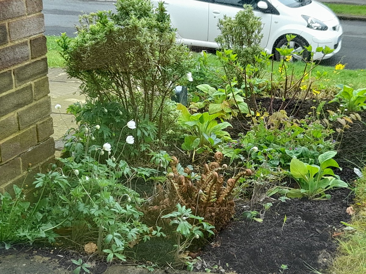 Morning friends on #GardeningTwitter #GardeningX ! Euonymus is being eaten out the front. Looking for low growing evergreen thats good for pollinators, but it's north facing and clay! Any ideas? What are you growing successfully?