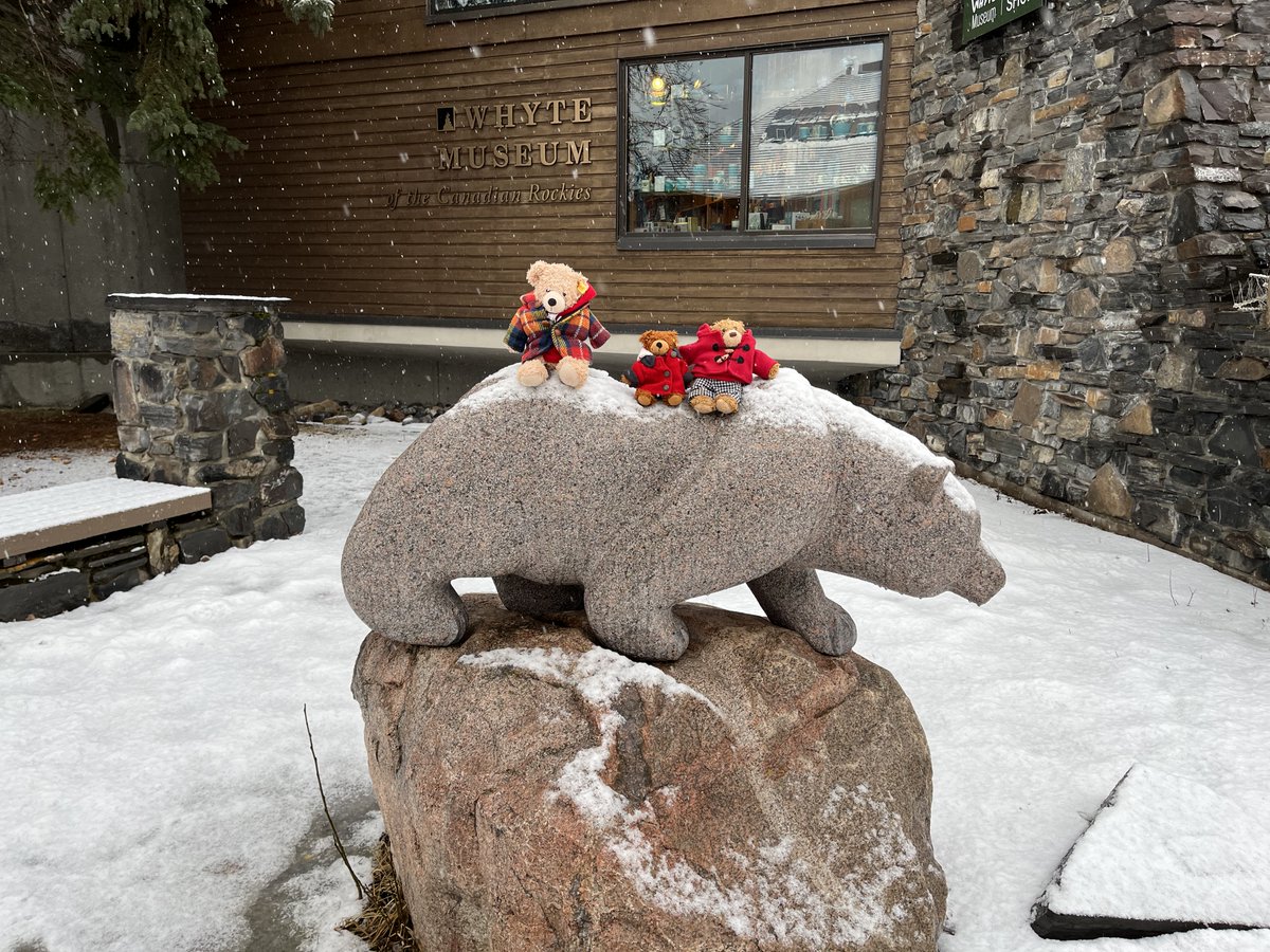 Bearback riding! #Flynn #FlynnTheBear #Banff