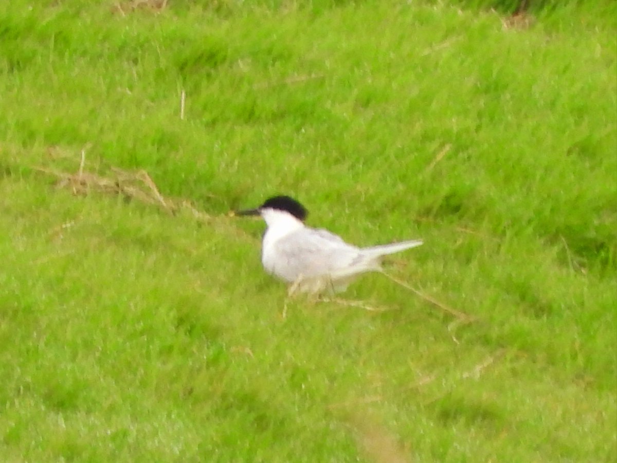 #GlosBirds Sandwich Tern currently resting on the bank on Splatt Flashes, Frampton-on -Severn.