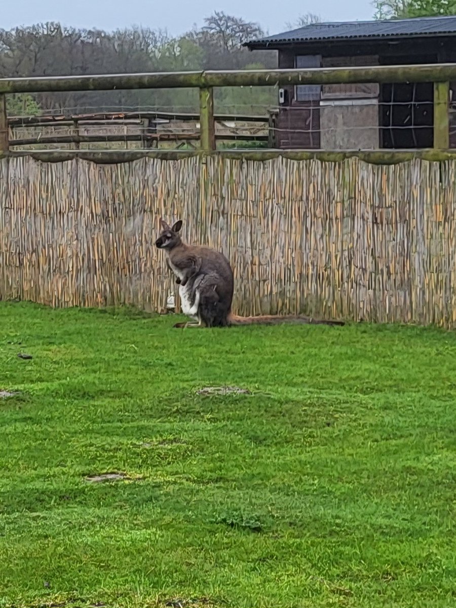 IslaWilsonCWP's tweet photo. My visit to @davidlewisorg also included two of my other favourite things... cute animals and historic governance! #GovernanceGeek #WallabyFan https://t.co/3EO5It26qv