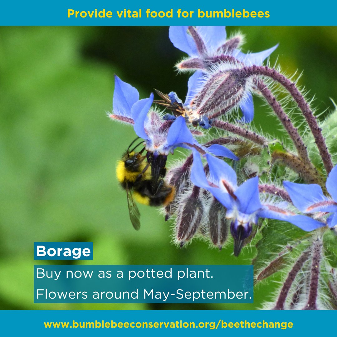 What to plant for bumblebees in April 🪴 #BeeThe Change and plant one (or more!) of these bumblebee favourites. When they flower, they will provide nectar and pollen for hungry bumblebees 🐝 FREE April planting guide 👉 ow.ly/OGKJ50Rc0Yz