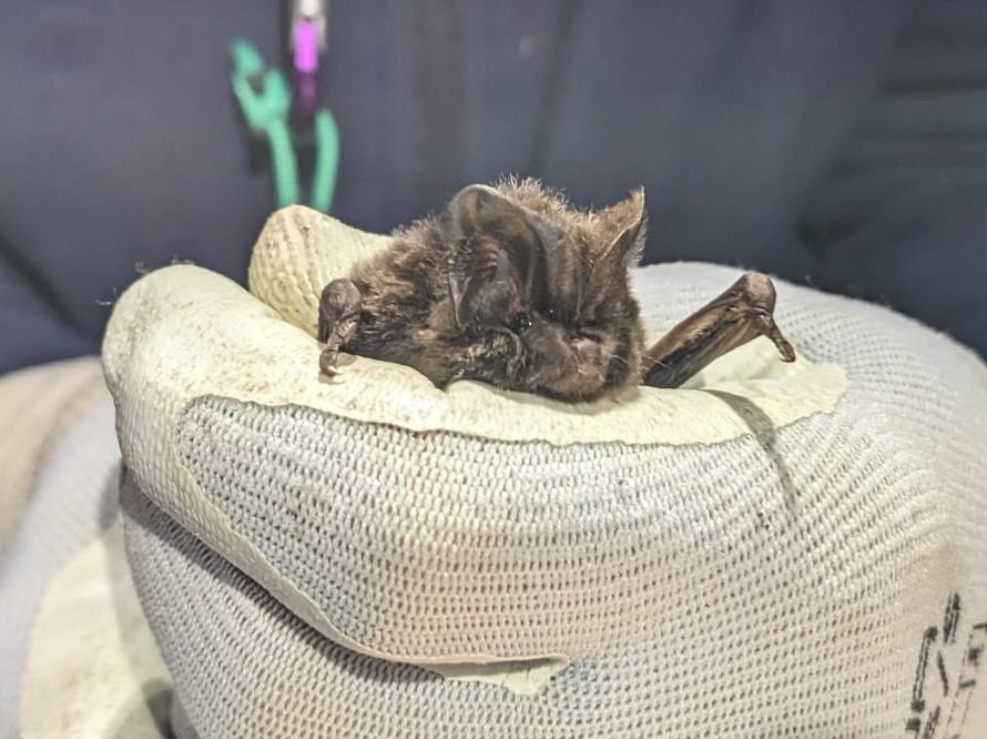 NorwichBats tweet picture