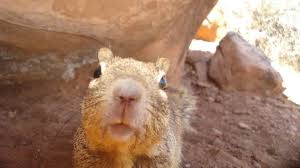 Day #245: Zion National Park <a href="/basepaint_xyz/">BasePaint</a> and my Curious Squirrel. 

Check it out and paint something yourself basepaint.xyz

Check out this item on OpenSea opensea.io/assets/base/0x… via <a href="/opensea/">OpenSea</a>