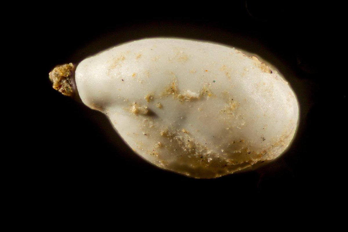 Steve Trewhella tweet media