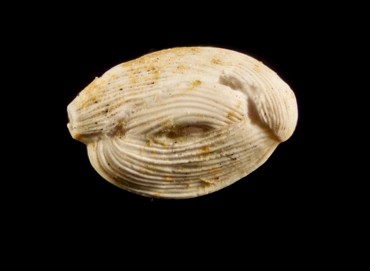 Steve Trewhella tweet media