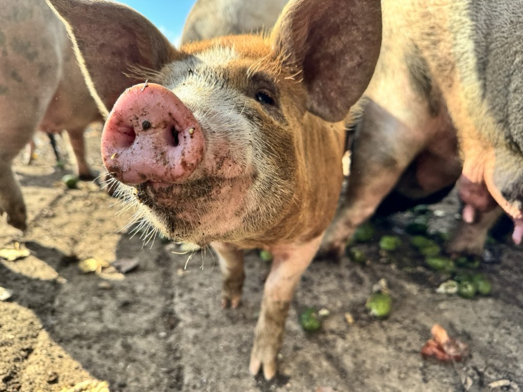 Anyone have any solid leads on waste pig feed in the Waikato? Cafes, restaurants, people with orchards they don’t eat much off… happy to look at anything and I can barter with pork!!