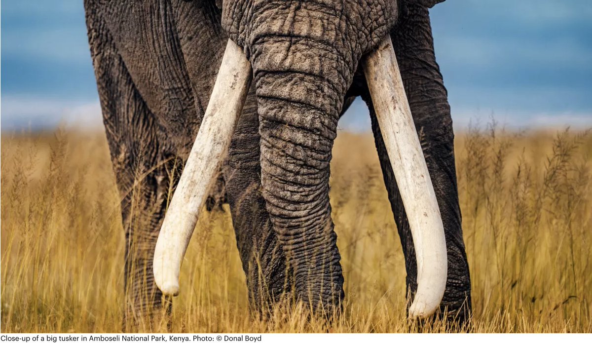 Despite stricter rules, our new report 'The #Elephant in the Net' exposes the continued online #ivory trade within the EU. It unveils concerning findings and emphasizes the need for enhanced measures to #StopWildlifeCrime. 🐘 Read more here: ifaw.org/press-releases…