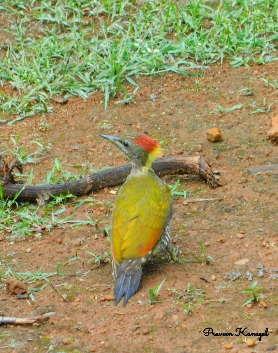 Lesser Yellownape #TwitterNatureCommunity #IndiAves #NaturePhotography #BBCWildlifePOTD #NatureBeauty #BirdsOfTwitter #Birds2024