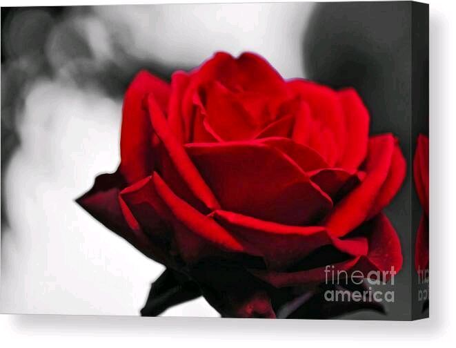 #Rosey #Red #Canvas #Print / Canvas #Art by Kaye Menner #Photography Wide variety #Prints & lovely #Products at: bit.ly/3UbPYy6