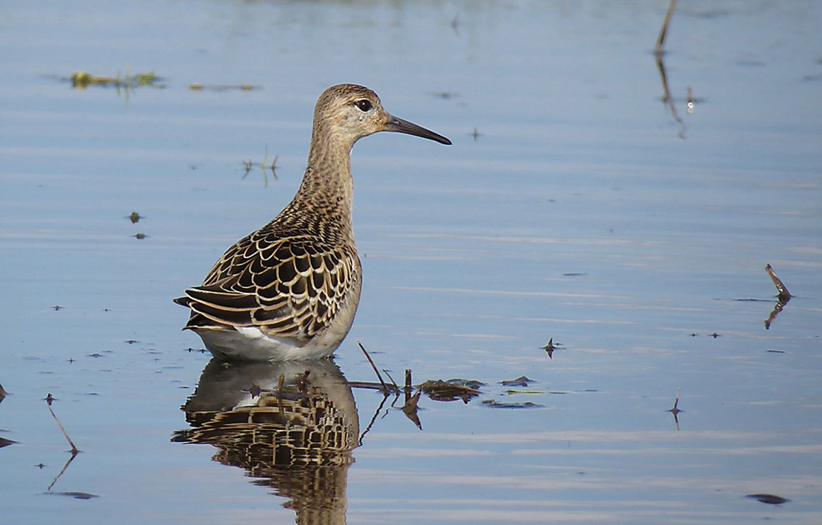 April 8th - 10th: HIGHLIGHTS: Avocet, Grasshopper Warbler, Goosander, Great White Egret, Little Gull, Mediterranean Gull, Pied Flycatcher, Pink-footed Goose, Red Kite and Ruff. Visit: thebirdsofsouthgloucestershire.co.uk 📸 South Glos Birds