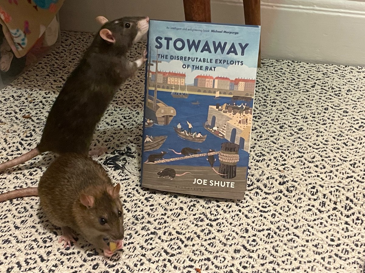 Book publication day! Recommended by discerning rats everywhere. Available in all the usual (dis)reputable bookshops uk.bookshop.org/p/books/stowaw…