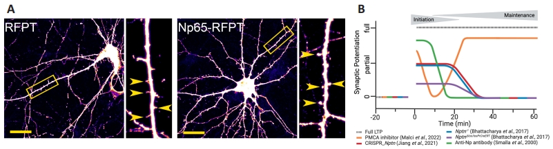 #neuroplastin #glutamatergicsynapses #Ca #signalregulation #plasticity
Neuroplastin in Ca2+ signal regulation and plasticity of glutamatergic synapses
journals.lww.com/nrronline/full…
@UBOHiggins