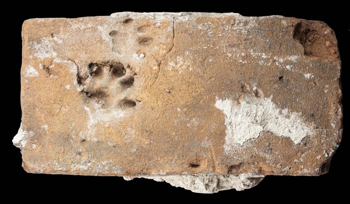 Unveiling a piece of Roman mischief! Can you imagine the chaos in the courtyard as this tile captures a playful chase between a dog and a cat? How many times have you witnessed a similar scene unfold? #NationalPetDay