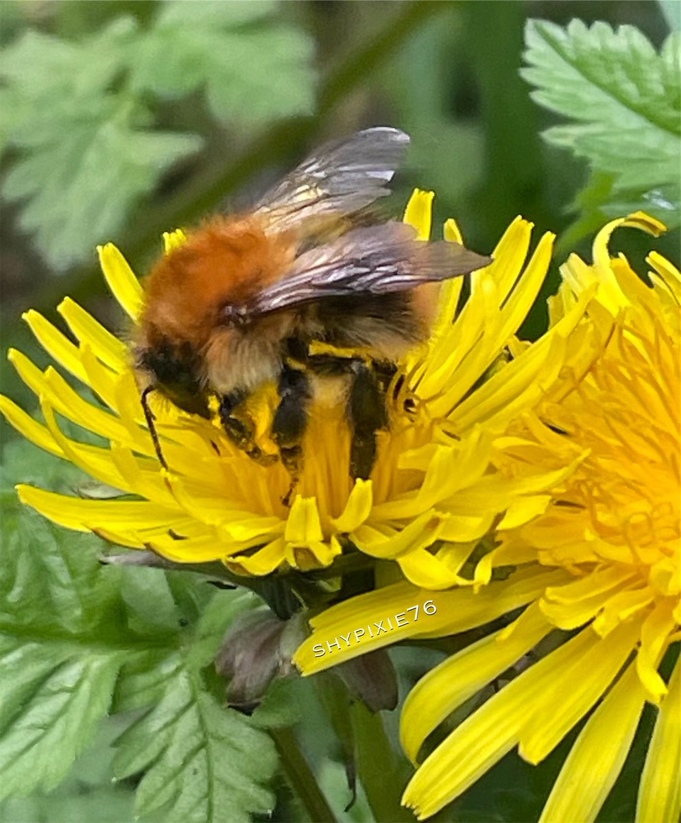 Good morning ☕️ The bees are out with this warmer weather and I spotted this common carder bee on dandelion. Happy Thursday everyone 🐝🌼🌿 #InsectThursday #Insects #SaveOurBees #Wildflowers #ThePhotoHour #NaturePhotography