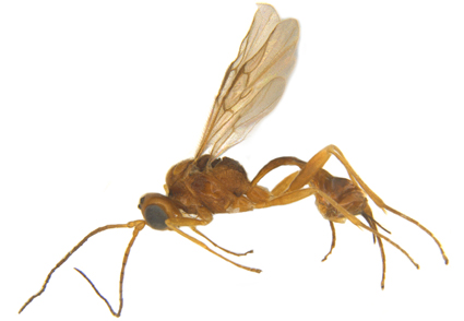 New braconid species of the Euphorinae genus Syntretus Foerster and a first report of the Alysiinae genus Heratemis Walker from #India mapress.com/zt/article/vie… #Taxonomy #wasps