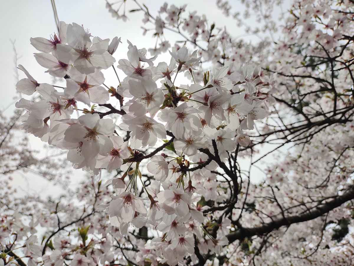 @somei_nanodayo ハーフミリオンおめでとです〰️
まさに猫のいる生活って曲ですよね〰️
お祝いの桜です