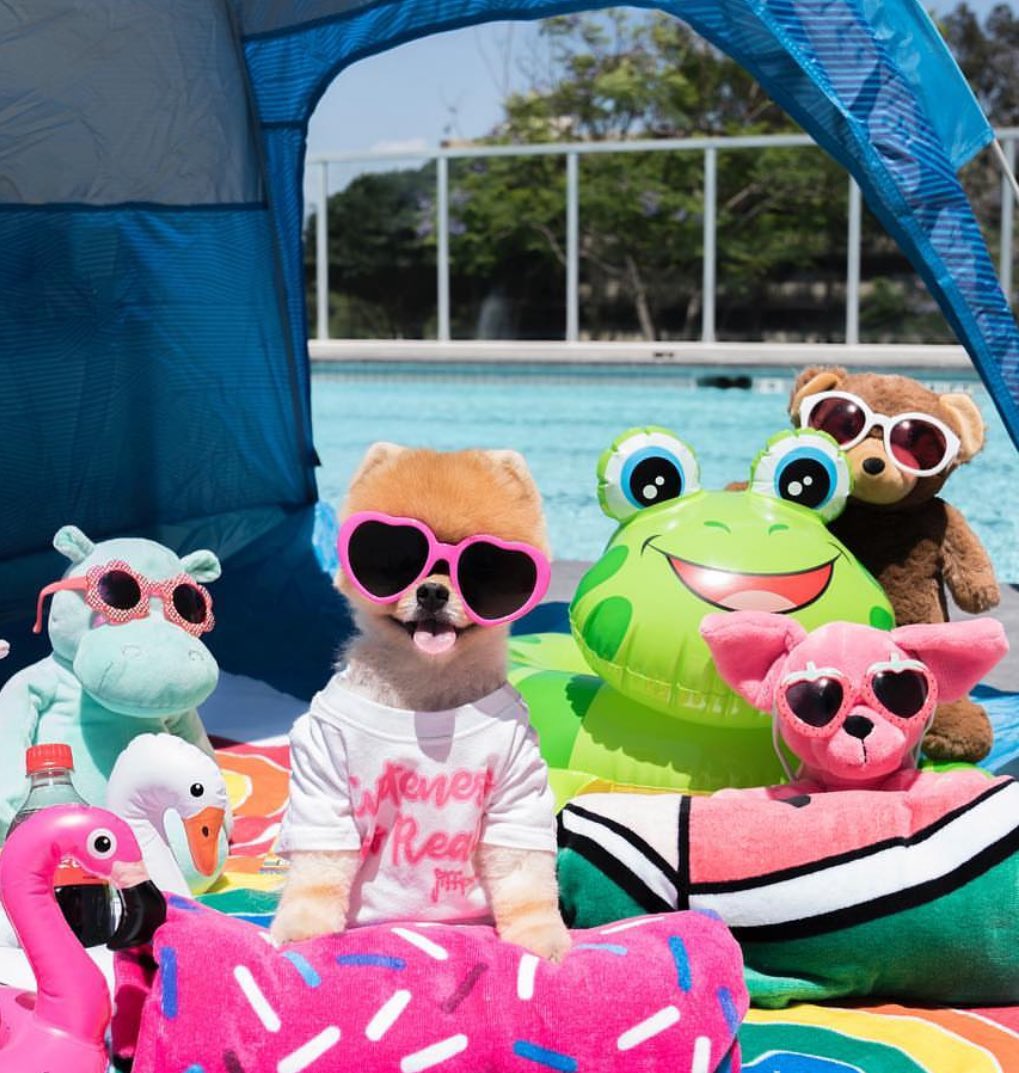 There is a new doggo in town and he the most famous, lest you forget.