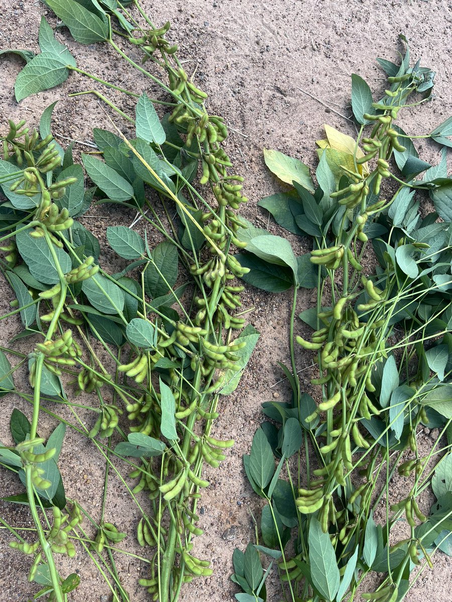 TroppoAgro's tweet photo. Had a look at some nice looking Soybeans west of Mareeba https://t.co/3ipKVpTPX8