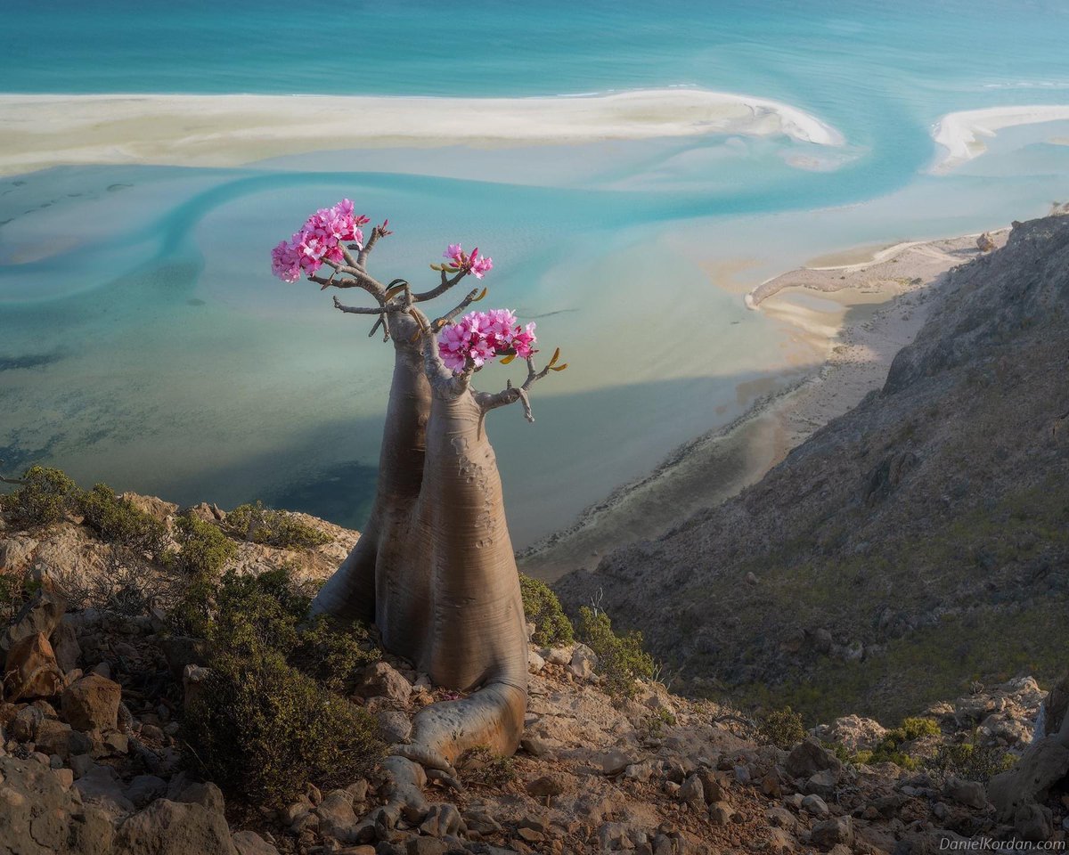 Good morning friends..! 
Socotra Island ..! 
…blooming bootle tree… 
..by @daniel_kordan