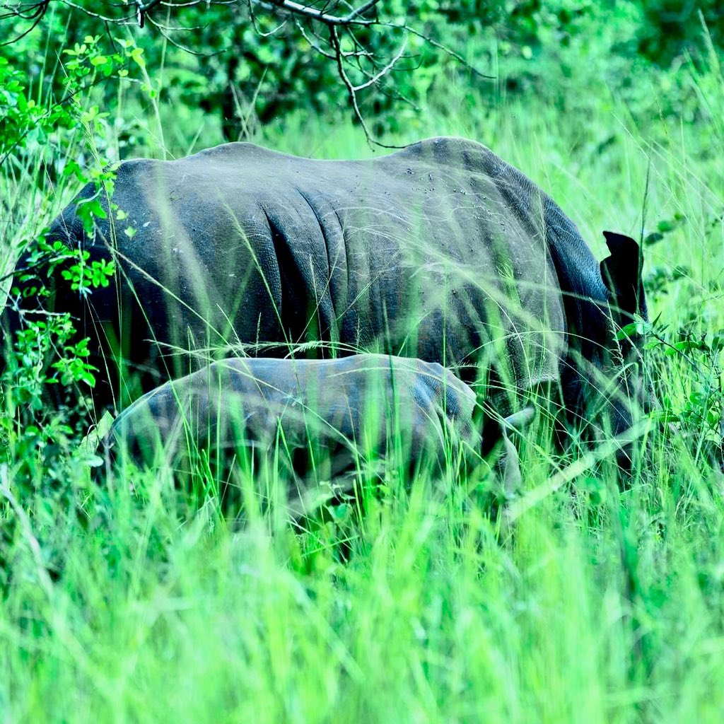 zamundatravels's tweet photo. Ziwa is the only place in Uganda where you can see rhinos in the wild.
Ziwa is conveniently located 176km (109 miles) from Kampala on the Gulu Highway heading north towards Murchison Falls National Park. #ziwa #ziwarhinosanctuary #uwa #uganda https://t.co/mjiF7uex3T