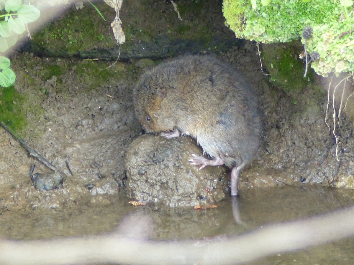 Just after dawn yesterday morning, it was like Wind in the Willows meets Watership Down as a baby Rabbit grazed on grass on top of the stream's bank, as a Green Woodpecker fed on Ants and Blackbirds on worms. Then an adult male Water Vole swam upstream, just ahead of me. I