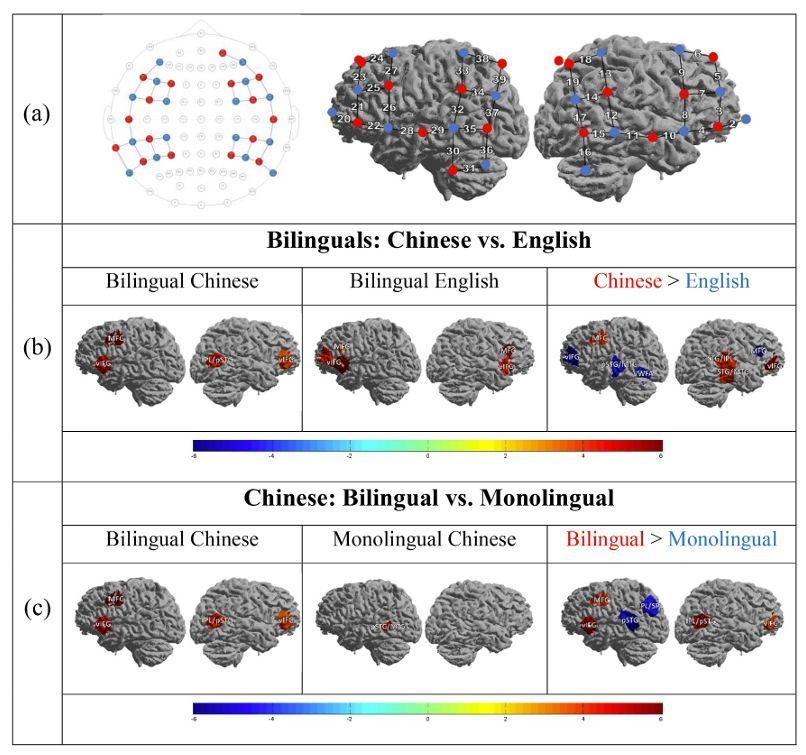 🗣️This recent study investigated the neural correlates of language learning in bilingual vs monolingual children. Frontal, parietal, and lateral regions were measured with #fNIRS

Check out their fascinating research here 🔗sciencedirect.com/science/articl… 

#phonology #bilingualism